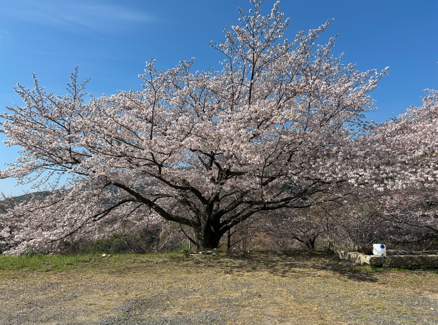 いいなファーム🌸さくらひろば